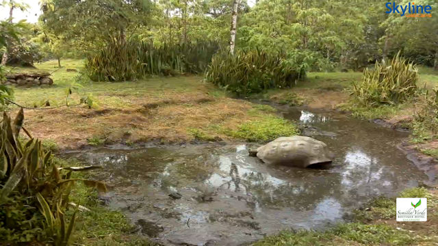 View Giant Tortoises