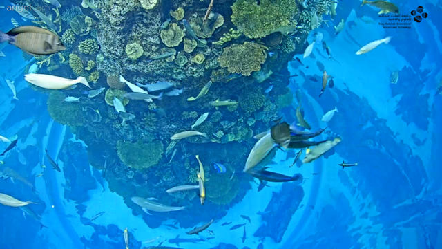 View Aquarium Cam